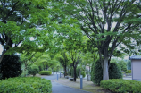 横山夏希(横山夏希：演艺圈最令人醉倒的清纯女神)