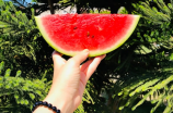 watermelon什么意思(【西瓜】watermelon什么意思？)